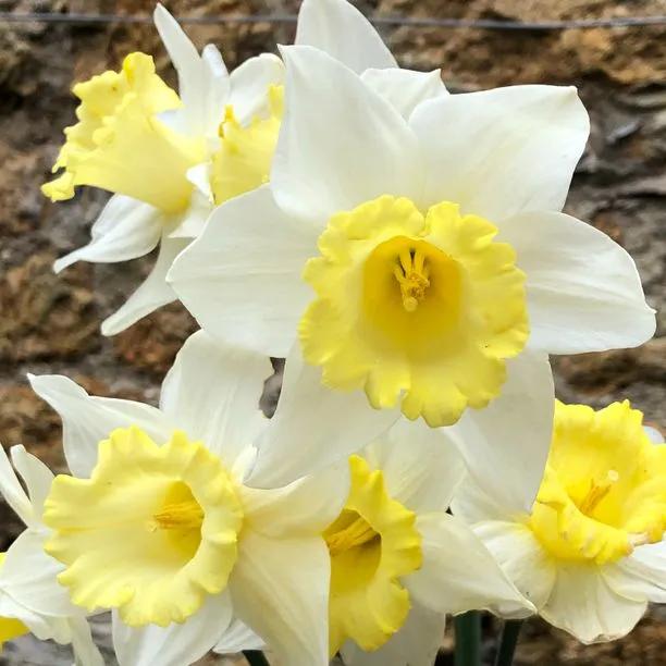 Ellen Daffodil (Narcissus Ellen) Hero Img